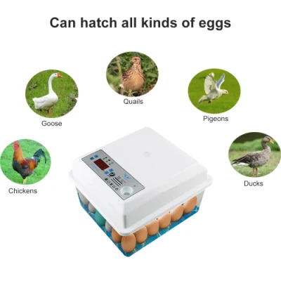 Incubadora de Ovos Incubadora Totalmente Automática Máquina de Incubação de Ovos Frango Ganso Pássaro Codorna Peru Pato Aves Pintinho Chocadeira